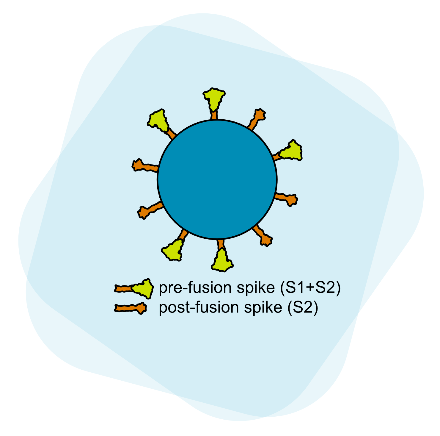 SARS-CoV-2 virion